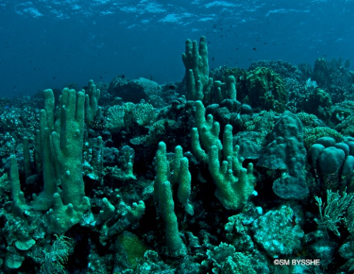 curacao underwater reef
